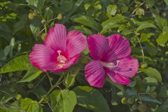 Swamp Rose Mallow, Hibiscus moscheutos