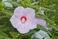 Swamp Rose Mallow, Hibiscus moscheutos