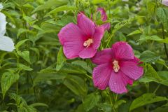 Swamp Rose Mallow, Hibiscus moscheutos