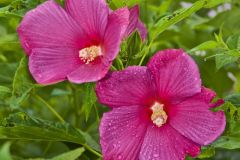 Swamp Rose Mallow, Hibiscus moscheutos