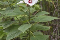 Swamp Rose Mallow, Hibiscus moscheutos