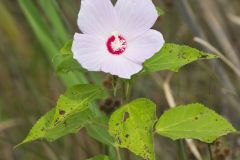 Swamp Rose Mallow, Hibiscus moscheutos