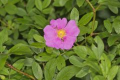 Swamp Rose, Rosa palustris