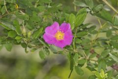 Swamp Rose, Rosa palustris