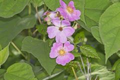 Swamp Rose, Rosa palustris