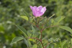 Swamp Rose, Rosa palustris