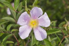 Swamp Rose, Rosa palustris