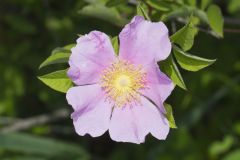 Swamp Rose, Rosa palustris