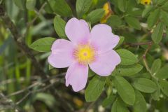 Swamp Rose, Rosa palustris