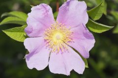 Swamp Rose, Rosa palustris