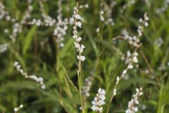 Swamp Smartweed, Persicaria hydropiperoides