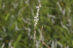 Swamp Smartweed, Persicaria hydropiperoides