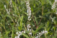 Swamp Smartweed, Persicaria hydropiperoides