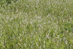 Swamp Smartweed, Persicaria hydropiperoides