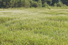 Swamp Smartweed, Persicaria hydropiperoides