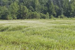 Swamp Smartweed, Persicaria hydropiperoides