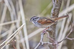 Swamp Sparrow, Melospiza georgiana