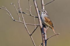 Swamp Sparrow, Melospiza georgiana