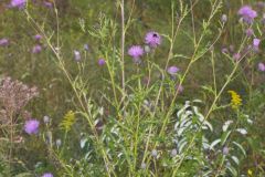 Swamp Thistle, Cirsium muticum