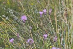 Swamp Thistle, Cirsium muticum