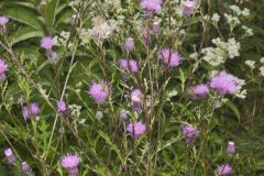 Swamp Thistle, Cirsium muticum