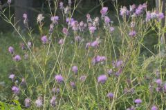 Swamp Thistle, Cirsium muticum