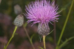 Swamp Thistle, Cirsium muticum