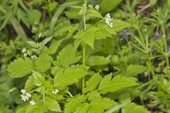 Sweet Cicely, Myrrhis odorata