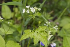 Sweet Cicely, Myrrhis odorata