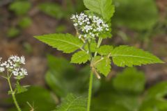 Sweet Cicely, Myrrhis odorata