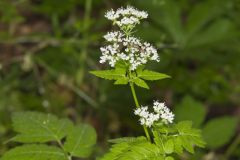 Sweet Cicely, Myrrhis odorata