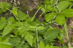 Sweet Cicely, Myrrhis odorata