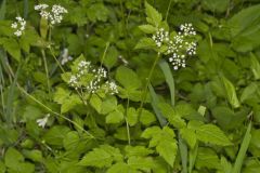 Sweet Cicely, Myrrhis odorata