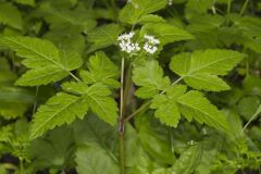 Sweet Cicely, Myrrhis odorata