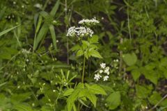 Sweet Cicely, Myrrhis odorata