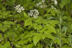 Sweet Cicely, Myrrhis odorata