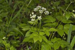 Sweet Cicely, Myrrhis odorata