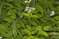 Sweet Cicely, Myrrhis odorata