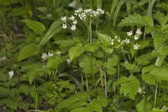 Sweet Cicely, Myrrhis odorata