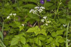 Sweet Cicely, Myrrhis odorata