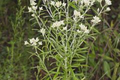 Sweet Everlasting, Pseudognaphalium obtusifolium