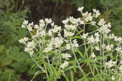 Sweet Everlasting, Pseudognaphalium obtusifolium