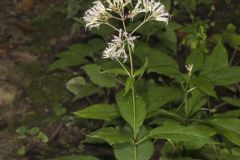 Sweet Joe-Pye-weed, Eutrochium purpureum