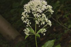 Sweet Joe-Pye-weed, Eutrochium purpureum