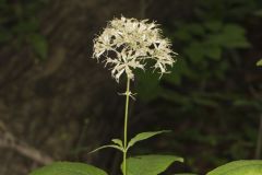 Sweet Joe-Pye-weed, Eutrochium purpureum