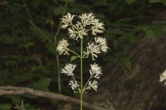 Sweet Joe-Pye-weed, Eutrochium purpureum