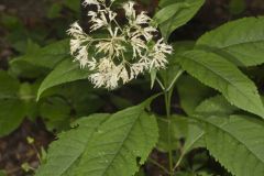 Sweet Joe-Pye-weed, Eutrochium purpureum