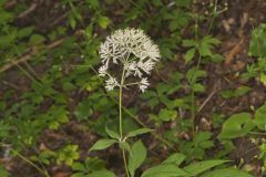 Sweet Joe-Pye-weed, Eutrochium purpureum