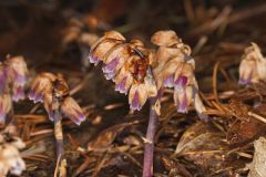 Sweet Pinesap, Monotropsis odorata