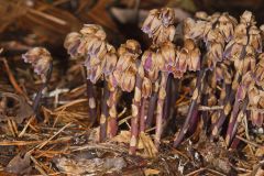 Sweet Pinesap, Monotropsis odorata